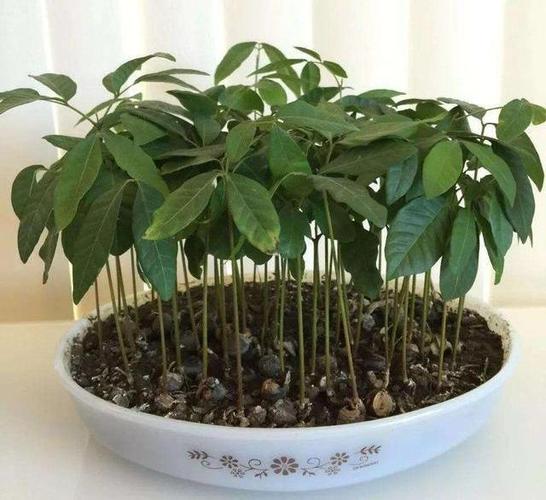 夏季吃水果记得留下核,找个花盆种起来,长成盆栽好看不花钱