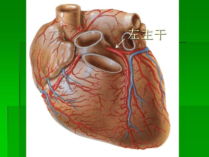 心脏冠状动脉解剖ppt