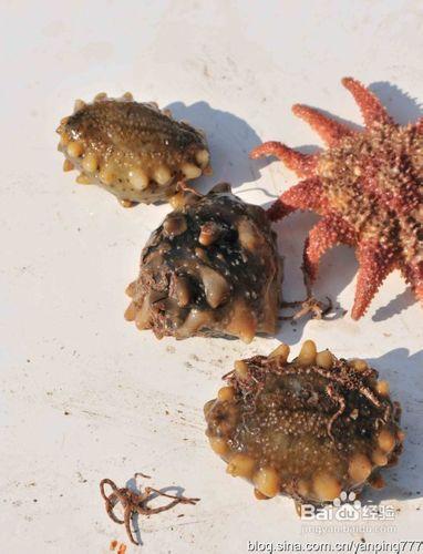 实拍刚捕捞的野生活海参的可爱模样(组图)