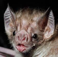 网易首页>网易号>正文申请入驻> 长着猪鼻子的美国猪鼻蝠,长得像飞鼠