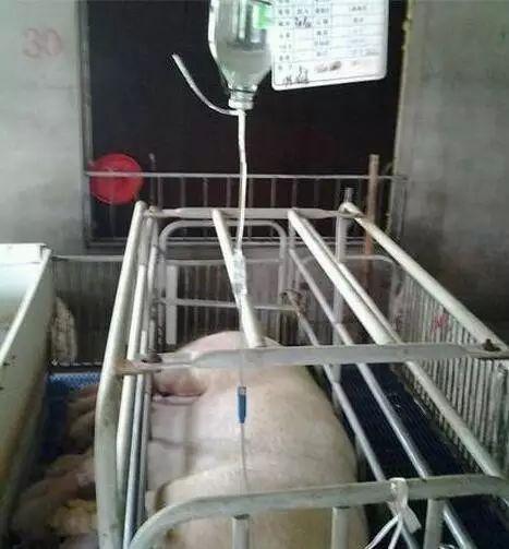 给猪输液必须遵循的七大原则