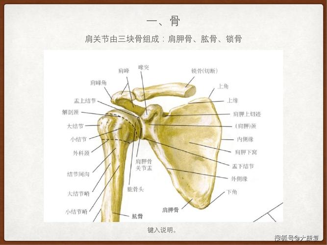 肩关节解剖