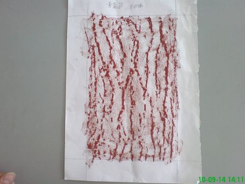 三年四班 制作树皮拓片