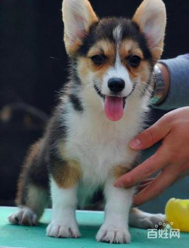 柯基犬繁殖基地出售两色三色柯基宝宝 纯种健康