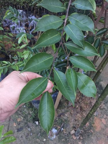 沉香奇楠~红骨尖叶