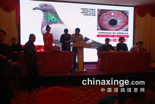 北京王永贵作育的亚军拍了120000元.