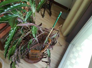 求助高手!救救我家的紫背竹芋吧