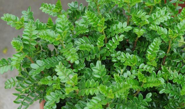 清香木能驱蚊吗 驱蚊效果好吗