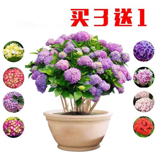 魔幻绣球花苗无尽夏八仙花花卉绿植盆栽植物大花绣球苗地栽紫阳花