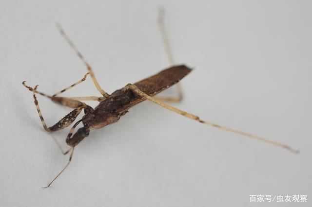 蝽分几类?昆虫养大后会不会有什么不良行为?大多数昆虫在山里?