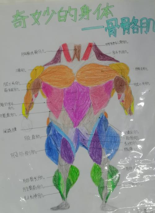 "奇妙的身体"手抄报&思维导图创作大赛 (初二生物教研