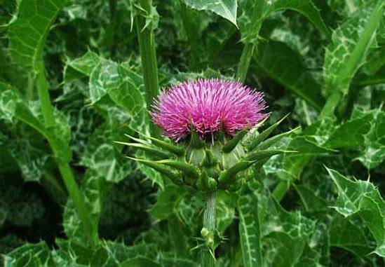 这种植物有着很奇特的花纹,被称之为"豹纹草",你有见过吗?