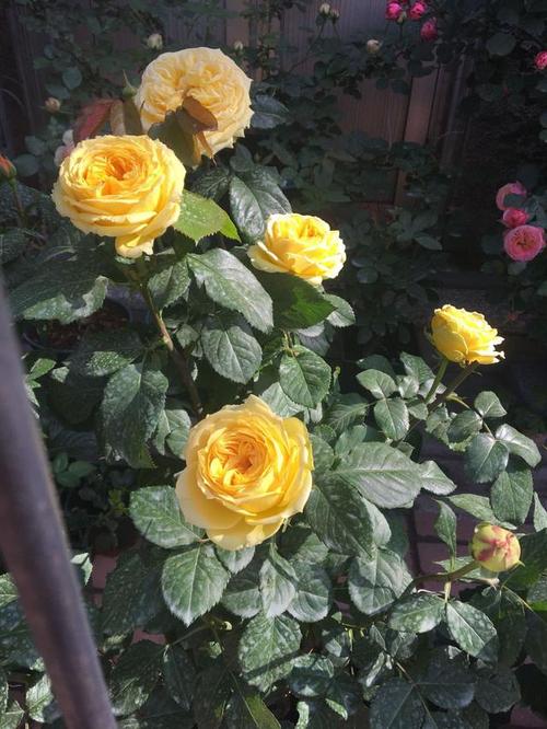 "无缺点"月季花,四季花开,又美又香,盆栽也可以,两广也能养