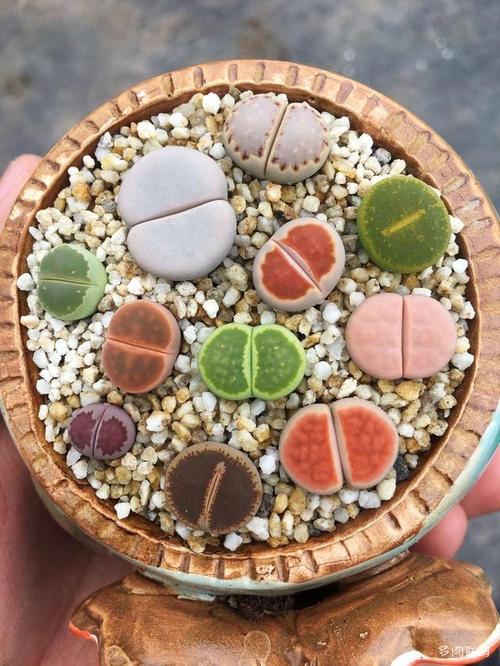 新手浅谈生石花发根与养护