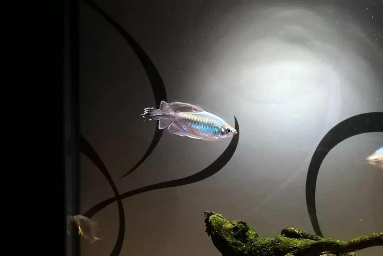 原创非洲刚果美人鱼喜欢群游的皮实小鱼却总难上位