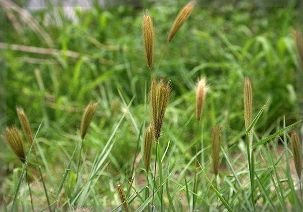 虎尾草性味味辛苦性微温