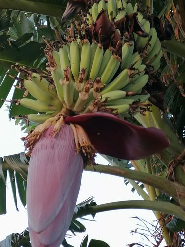 芭蕉树开花结果,硕果累累.