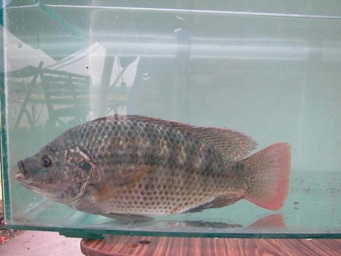 详情描述: 鲟鱼合作社养殖的奥利亚罗非鱼和奥尼罗非鱼 电话咨询在线