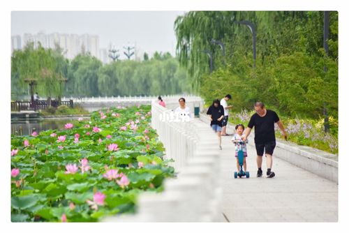 廊坊9911099本地人去哪玩·御龙河公园_廊坊_荷花
