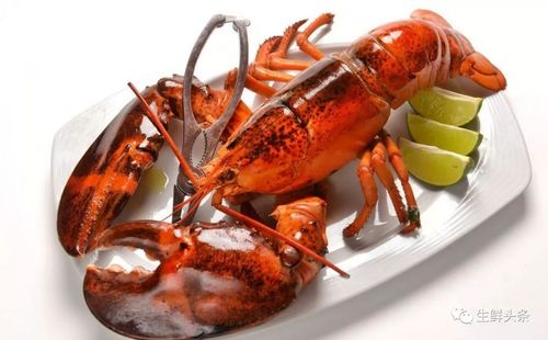 天猫联合加拿大新斯科舍省打造了一条全球顶级龙虾供应链,一举多得