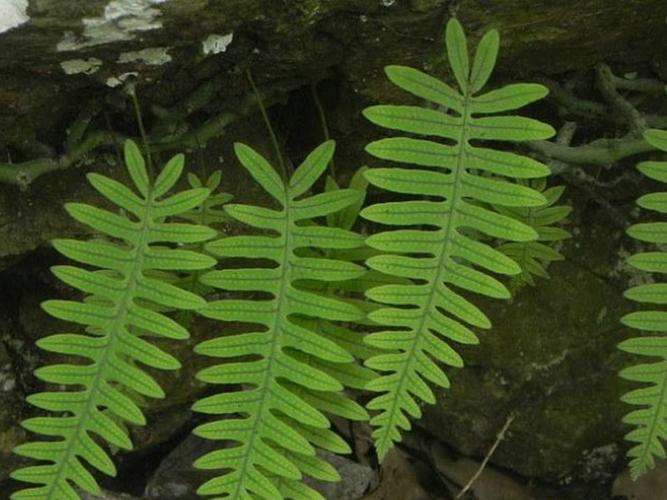  p>濑水龙骨(学名: i>polypodiodes lachnopus /i>)是水龙骨科水龙骨