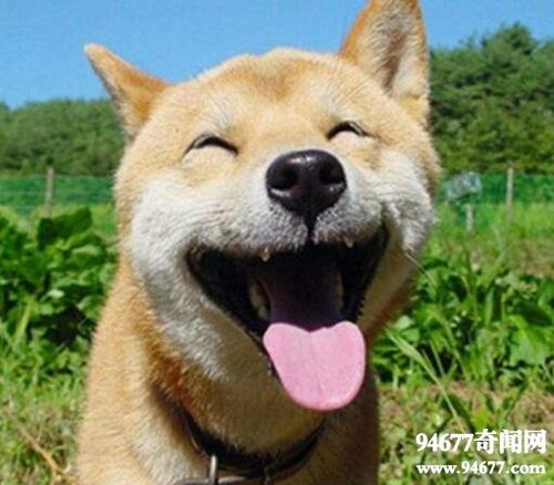 微笑狗为什么吓人最诡异的图组恐怖的故事原图