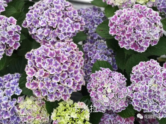 绣球品种图片汇集