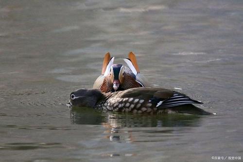 鸳鸯鸭