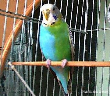 狸哥说:虎皮鹦鹉发情期的特征及可以繁殖的几种表现