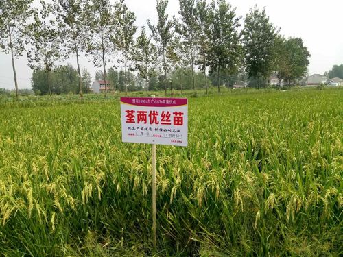 《荃两优丝苗》 中国好水稻!