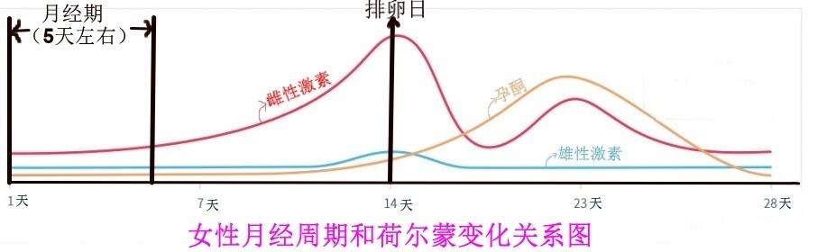 排卵期是雌性激素多还是雄性激素多,我