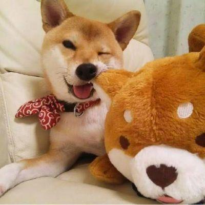 超可爱好看的情侣动物头像一人一张 萌得不要不要的动物头像