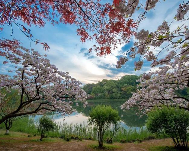 每年3月底,4月初,乌龟潭水边成片晚樱花开放,非常壮观.