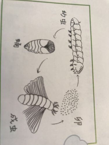 蚕宝宝观察记——蚕宝宝蜕变记