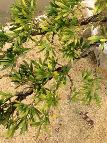 台湾罗汉松叶片发黄,该怎么办,种盆3个月了,一天浇一次水,会不会是水