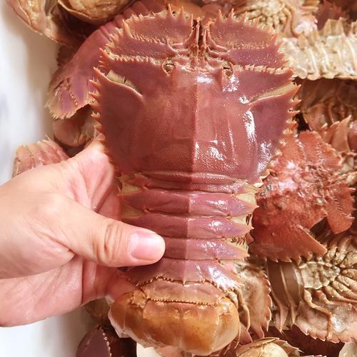 野生琵琶虾 新鲜九齿扇虾 虾姑排毛缘扇虾东方大虾扁虾排鲜活水产