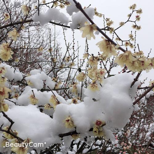 寒梅傲雪凌风怒放!