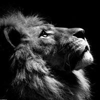 霸气狮子烈焰怒吼头像_微信头像图片大全