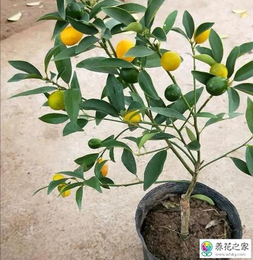 橘子树叶子发黄烂叶子是怎么回事