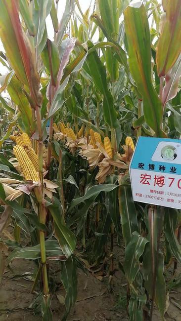 惠农网 玉米种子 宏博701 常规种 ≥90% 约6.0斤/袋 手机预览