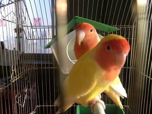 牡丹鹦鹉多少钱一只?急!急!急!回答好了我就悬赏50!