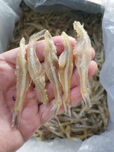 小鱼干 银鱼,水晶鱼,无头白凡鱼