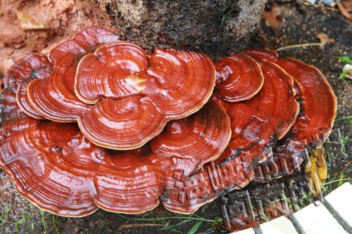 红色灵芝镶金边