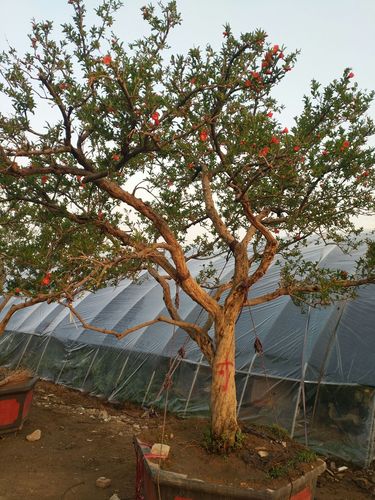 造型石榴树 20精品盆栽石榴树