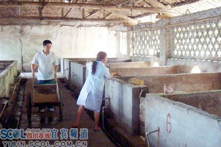 小型养母猪场简单设计图展示