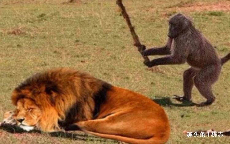 搞笑动态趣图gif:猴子要造反 像不像蒲公英