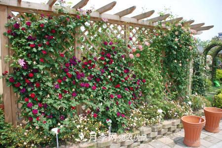 藤本月季制作月季花墙怎么固定?
