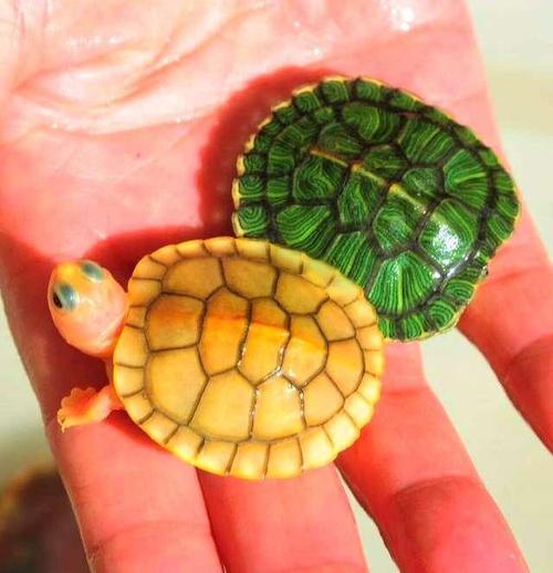 关于乌龟冬眠,貌似简单