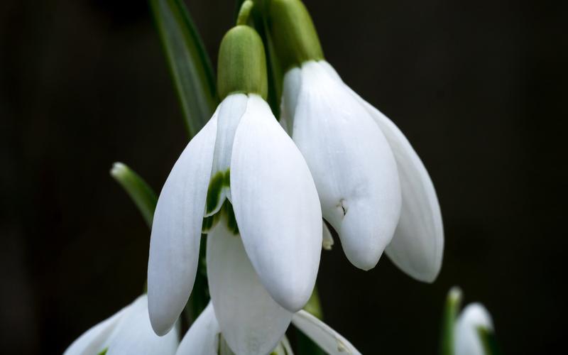 唯美洁白的雪花莲图片桌面壁纸