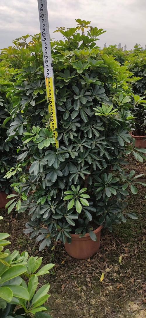 鸭脚木盆栽 鸭脚木大盆栽高1-1.2米枝繁叶茂净化空气 原土原盆好养活